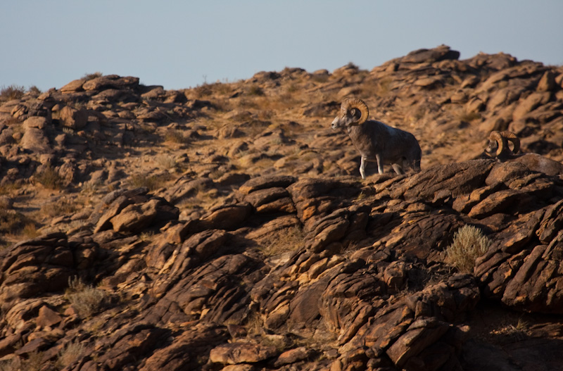 Argali